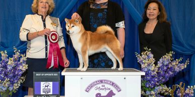 San jo best sale shibas